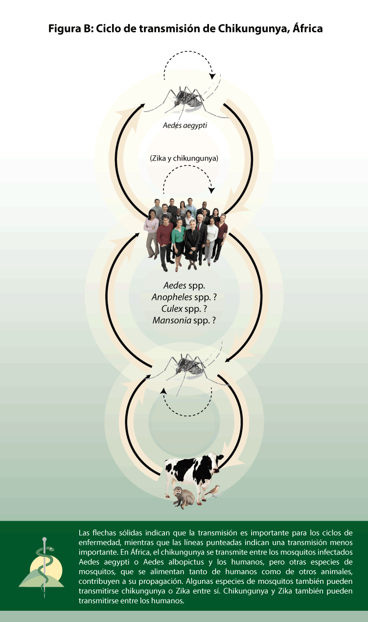  Aedes aegypti 2